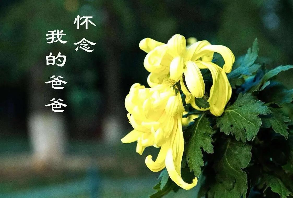 离家出走父亲去世,离家出走的父亲